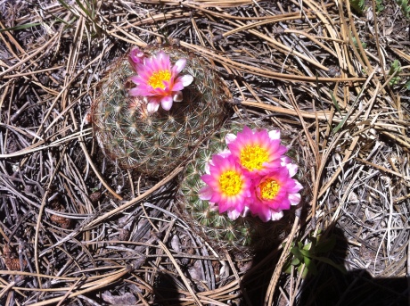 Love the flowering cacti